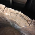 目廻り